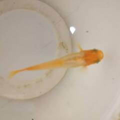 メダカ　プラチナ牡丹　幼魚　2～2.5ｃｍ位 ８匹セット　数量限...