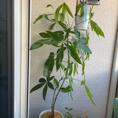 パキラ