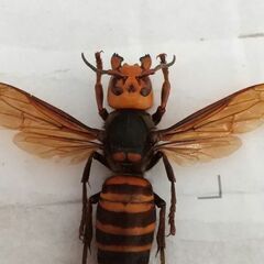 オオスズメバチの中古が安い！激安で譲ります・無料であげます
