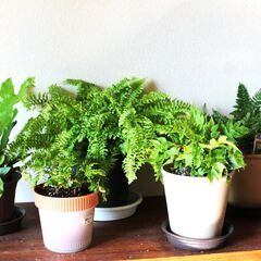 シダ類観葉植物　５点　無料です　引き渡し限定発送はできません（転...