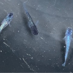 ❾❻めだか　ブルームーン　5匹の画像