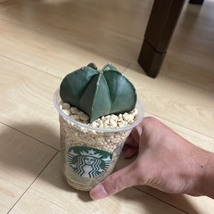 アストロフィツム