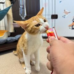 【賢いイケメン】茶白の男の子