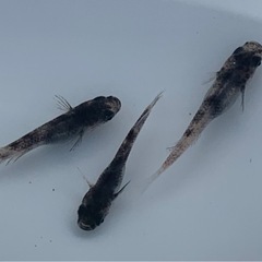 ❾❻めだか　和墨　5匹