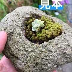 軽石ホルダー⑤〈すの画像