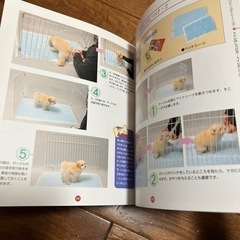 トイ・プードルはじめてのしつけの画像