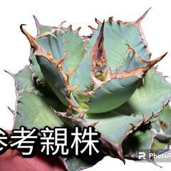【値下げ！】アガベ 《南覇王》子株