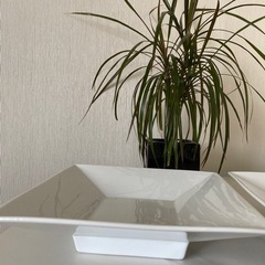BONOX デザインプレート2つの画像