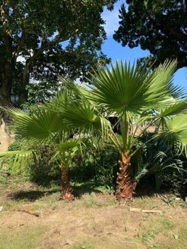 ワシントンヤシ（引き取り限定）