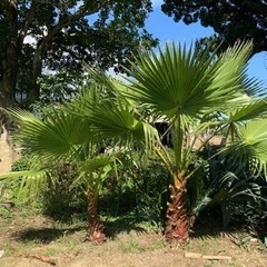 ワシントンヤシ　植木　引き取り限定 ワシントンヤシ（引き取り限定）