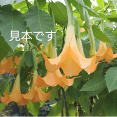 庭木　観葉植物　エンジェルトランペット
