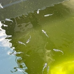 白ブチラメ幹之サファイア系　1pr〜　静楽庵　メダカの画像