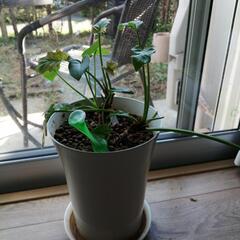 観葉植物 2つ あげます