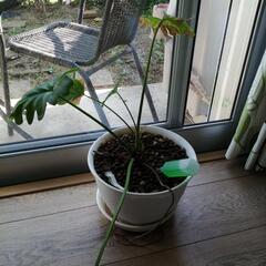 観葉植物 2つ あげますの画像