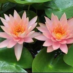 【睡蓮】温帯睡蓮コロラドとマニーサイアムの株分け10/29までの...
