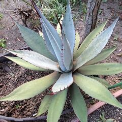 多肉植物＊　アガベ　屈原の舞扇　大株