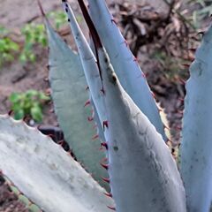 多肉植物＊　アガベ　屈原の舞扇　大株の画像