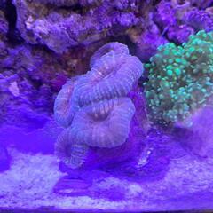 サンゴ一式の画像