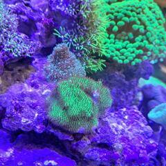 サンゴ一式の画像