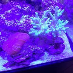 サンゴ一式の画像