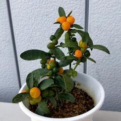 金豆（キンズ） 苗