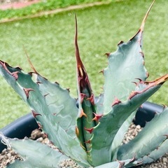 レア 赤いトゲ アガベ ワコマヒー 寒強 カッコ良さNo.１ 多...