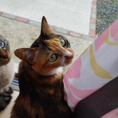三毛猫ちゃん里親募集！