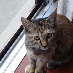 保護子猫の末っ子みたい。