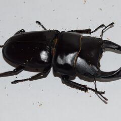 【即ブリ可能】オオクワガタ マツノ久留米血統 ♂７４.５　♀４７.０　新成虫ペア（♀追加サービス可）《値下げしました》の画像