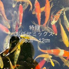 ★★特鯉★★錦鯉60種類★★新魚当歳★★