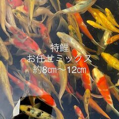 ★★特鯉★★錦鯉60種類★★新魚当歳★★の画像