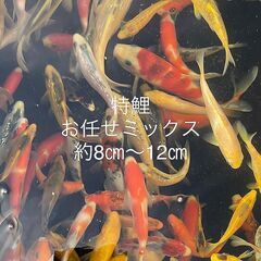★★特鯉★★錦鯉60種類★★新魚当歳★★の画像