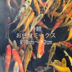 ★★特鯉★★錦鯉60種類★★新魚当歳★★の画像