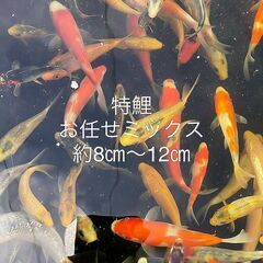 ★★特鯉★★錦鯉60種類★★新魚当歳★★の画像