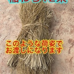 《5》稲藁（稲わら）12束の画像