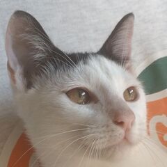 10月29日(日)🩷🩷三鷹で猫の譲渡会🩷🩵🩷黒白の男の子　カッパ...