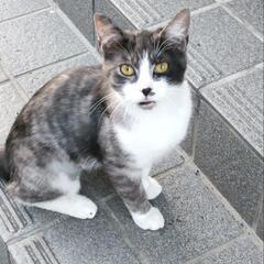 黒い子猫  里親募集です