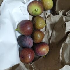 イチジク　４個につき１００円