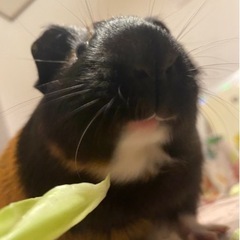 モルモット　オス　2歳半