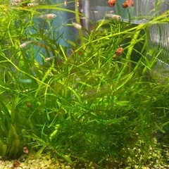 国産🐟フルゴールドグッピー稚魚1０匹🐟　　　　