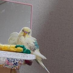 仙台市宮城野区よりセキセイインコが逃げてしまいました。