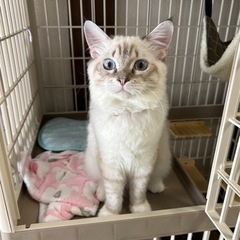 里親決まりました