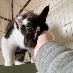 長毛  モフモフで甘えん坊さんお留守番もOK