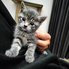 グレー子猫ちゃん