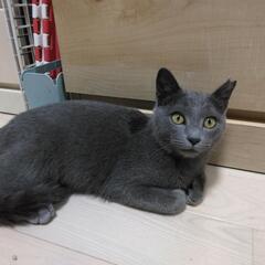 イケメンロシアンブルー？