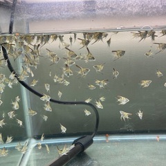 エンゼルフィッシュ（MIX）　8月12日孵化　200匹ほど出ましたが1月15日現在まだ60匹くらいいます！の画像