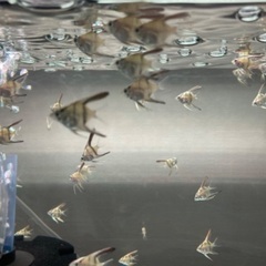 エンゼルフィッシュ（MIX）　8月12日孵化　200匹ほど出まし...