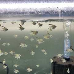 エンゼルフィッシュ（MIX）　8月12日孵化　200匹ほど出ましたが1月15日現在まだ60匹くらいいます！の画像