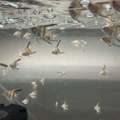 エンゼルフィッシュ（MIX）　8月12日孵化　200匹ほど出ましたが1月15日現在まだ60匹くらいいます！の画像