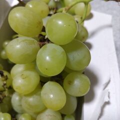 ぶとう　2品種　100グラムにつき１００円